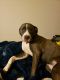 Bandog Puppies for sale in Durham, NC, USA. price: NA