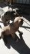 Bandog Puppies for sale in Barstow, CA, USA. price: NA