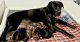 Bandog Puppies for sale in Nixa, MO 65714, USA. price: NA