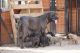 Bandog Puppies for sale in Maricopa, AZ 85138, USA. price: $500