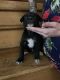 Bandog Puppies for sale in Kansas City, MO, USA. price: NA
