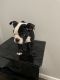 Bantam Bulldog Puppies for sale in Houston, TX, USA. price: $1,200