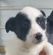 Bantam Bulldog Puppies for sale in Omaha, NE, USA. price: $200
