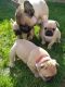 Bantam Bulldog Puppies for sale in Texas City, TX, USA. price: $1,500