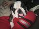 Bantam Bulldog Puppies for sale in Lawndale, CA, USA. price: $100