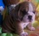 Bantam Bulldog Puppies for sale in Montgomery, AL, USA. price: NA