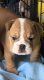 Bantam Bulldog Puppies for sale in Virginia Beach, VA, USA. price: $300