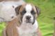 Bantam Bulldog Puppies for sale in Miami, FL, USA. price: $1,200