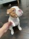 Bantam Bulldog Puppies for sale in Houston, TX 77002, USA. price: $4,000