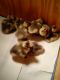Bar-headed Goose Birds for sale in Buffalo, New York. price: $75