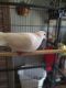 Barbary Dove Birds for sale in Austin, TX 78748, USA. price: NA