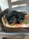 Barbet Puppies for sale in Sanford, NC, USA. price: NA
