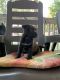 Barbet Puppies for sale in Sanford, NC, USA. price: NA