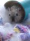 Barfur gerbil Rodents for sale in Minooka, IL, USA. price: NA