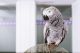 Barred Puffbird Birds for sale in Pennsylvania Ave NW, Washington, DC, USA. price: NA