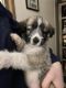 Basenji Puppies for sale in Bremen, IN 46506, USA. price: NA