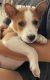 Basenji Puppies for sale in Bradenton, FL, USA. price: $1,500