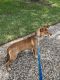 Basenji Puppies for sale in Cypress, TX 77433, USA. price: NA