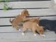 Basenji Puppies for sale in Cedar Rapids, IA, USA. price: $1,600