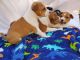 Basenji Puppies for sale in Dallas, TX, USA. price: NA