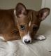 Basenji Puppies for sale in Northern Virginia, VA, USA. price: $1,400