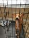 Basenji Puppies for sale in Palm Coast, FL 32137, USA. price: $800