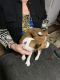 Basenji Puppies for sale in Los Lunas, NM 87031, USA. price: NA