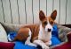 Basenji Puppies for sale in California City, CA, USA. price: $700
