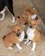 Basenji Puppies