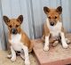 Basenji Puppies for sale in Caldwell, TX 77836, USA. price: $500