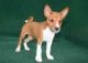 Basenji Puppies for sale in Phoenix, AZ, USA. price: $200