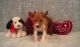 Basenji Puppies for sale in Pittsburgh, PA, USA. price: $400