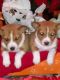 Basenji Puppies for sale in Minneapolis, MN, USA. price: $700