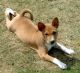 Basenji Puppies for sale in Arden, DE 19810, USA. price: NA