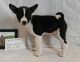 Basenji Puppies for sale in Dallas, TX, USA. price: $500