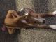 Basenji Puppies for sale in The Colony, TX, USA. price: NA