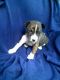 Basenji Puppies for sale in Berkeley, CA, USA. price: NA