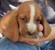 Basenji Puppies for sale in Detroit, MI, USA. price: NA