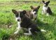 Basenji Puppies for sale in Seattle, WA, USA. price: NA