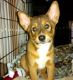 Basenji Puppies for sale in Lake Mary, FL 32746, USA. price: $300