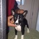 Basenji Puppies for sale in Houston, TX, USA. price: NA