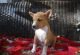Basenji Puppies for sale in Los Angeles, CA, USA. price: $400
