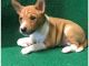 Basenji Puppies for sale in Austin, TX, USA. price: $400