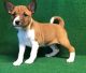 Basenji Puppies for sale in Houston, TX, USA. price: NA