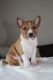 Basenji Puppies for sale in Pittsburgh, PA, USA. price: NA