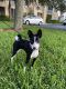 Basenji Puppies for sale in Fort Myers, FL, USA. price: $400