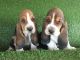 Basset Artesien Normand Puppies