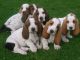 Basset Bleu de Gascogne Puppies for sale in Indianapolis, IN, USA. price: NA