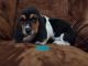 Basset Fauve de Bretagne Puppies for sale in Canton, GA, USA. price: $500
