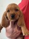Basset Fauve de Bretagne Puppies for sale in Lowood, Queensland. price: $2,500